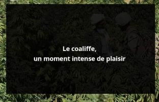 Coaliffe Rockstar : l’intensité d’un moment de plaisir