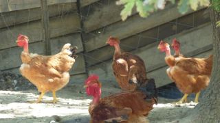 ferme d elevage bordeaux Clos de Chaumont : volailles plein air