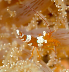 centre de plongee lille Ronchin SubAquatic Club