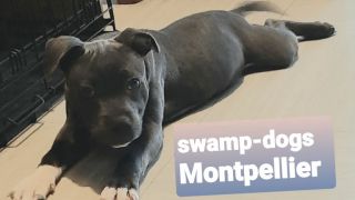 eleveur de chiens montpellier SWAMP DOGS