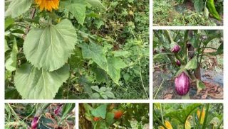 Les légumes de notre jardin