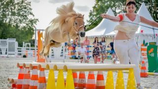 eleveur de chevaux montpellier Élevage de Bel'Iva