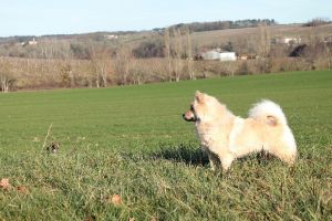 eleveur de chiens montpellier Elevage de l'Alanjaylin