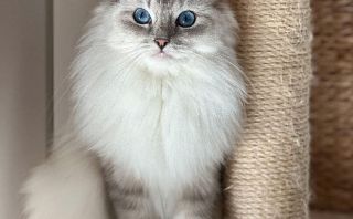 eleveur de chats montpellier Chatterie des Physiocats - Ragdoll