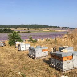 miellerie montpellier Le rucher du clos d'Audrie