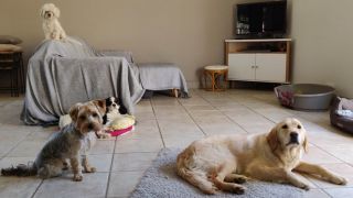 chenil montpellier Pension et Garderie Canine Les Pattes Libres - Dog Daycare and Boarding