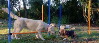 chenil montpellier Pension et Garderie Canine Les Pattes Libres - Dog Daycare and Boarding