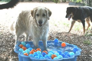 chenil montpellier La Colo Boule de Poils