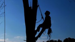 service d elagage montpellier L'Arbre en Tête