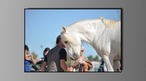 pension pour chevaux montpellier Écuries Espéranza