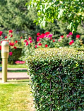 service d entretien de pelouse montpellier Au Jardin d'Oc - Maxime Bochet Jardinier Paysagiste à Montpellier