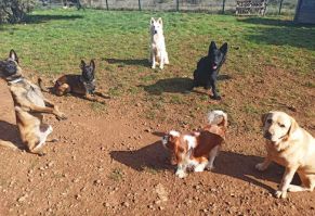 pension pour chiens montpellier La Colo Boule de Poils