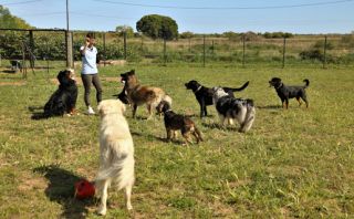 pension pour chiens montpellier Dog's Home. Pension Garde de Chien. Education