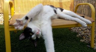 1 500x270 Pension haut de gamme pour chats montpellier herault Cournonsec