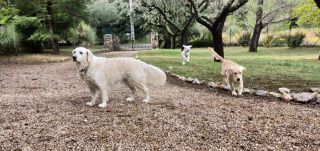 service de garde d animaux montpellier Pension et Garderie Canine Les Pattes Libres - Dog Daycare and Boarding