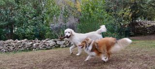 service de garde d animaux montpellier Pension et Garderie Canine Les Pattes Libres - Dog Daycare and Boarding