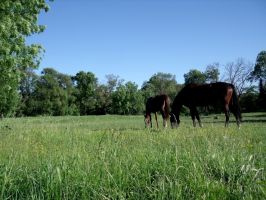 Les chevaux se régalent dans les prés du Centre Equestre du Portail Vert au printemps