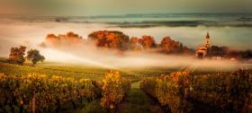 Vignobles, forêts, un investissement sous le signe du plaisir