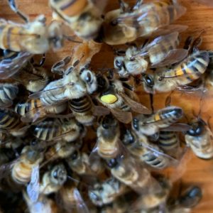 miellerie nantes L'Atelier des Abeilles