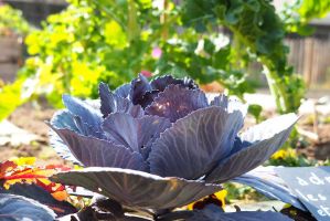 jardin communautaire nantes Le papotager