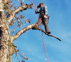 service d elagage nantes Grandeur Nature