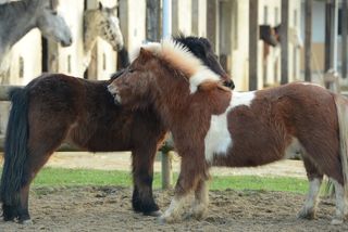 club d equitation nantes Centre Equestre Les Ecuries Du Clos