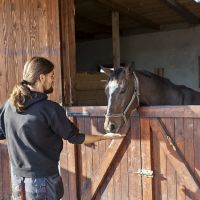 eleveur de chevaux nantes Elevage de Morges