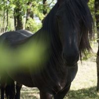 eleveur de chevaux nantes Elevage de Morges