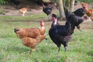 elevage de volailles nantes La Ferme Des Hautes Granges