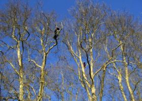 Taille douce (des arbres fruitiers aux arbres centenaires), taille adaptée à l’état de l’arbre