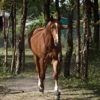 eleveur de chevaux nantes Elevage de Morges