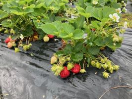 champ de citrouilles nantes La cueillette des gourmands