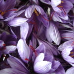 fleurs de crocus