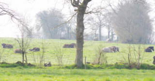 eleveur de chevaux rennes Élevages de Bouyère