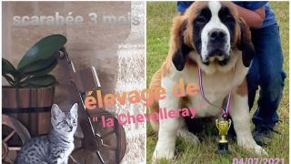 elevage laitier rennes Elevages canin,félin et lapin domestique à La chevalleray