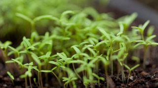 serre rennes Floridée'o - Pépinière spécialisée dans la production de plantes sauvages locales / études & conseils en restauration de milieux et en aménagement de jardins