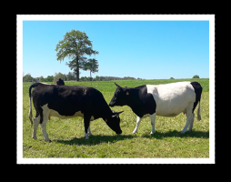 produits laitiers rennes Fromagerie Le Gros Chêne Betton