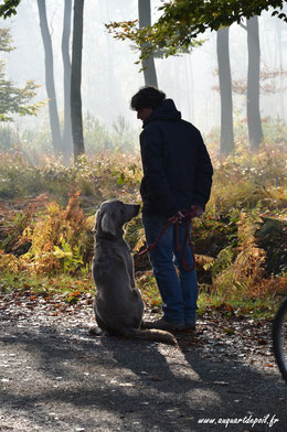 dresseur pour chiens rennes Au quart de poil ! Guillaume Van Ruymbeke - éducation et rééducation canine, comportement canin