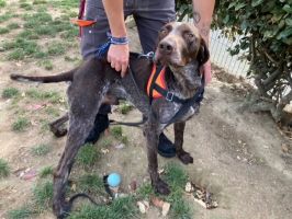 chenil rennes La Société Protectrice des Animaux (SPA) - Refuge de Rennes