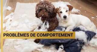 pension pour chiens rennes Canibest - l'ecole des chiens