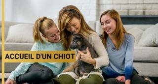 dresseur pour chiens rennes Canibest - l'ecole des chiens