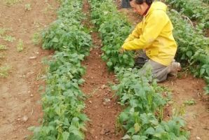 Haricot vert