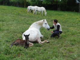 eleveur de chevaux strasbourg Elevage de Chance