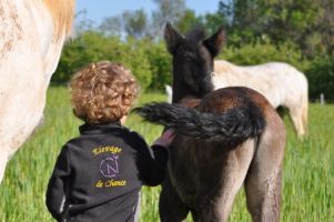 eleveur de chevaux strasbourg Elevage de Chance