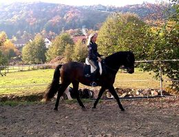 entraineur de chevaux strasbourg Stéphanie Erhard - Enseignante en équitation