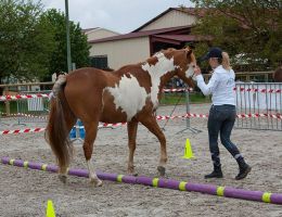 entraineur de chevaux strasbourg Stéphanie Erhard - Enseignante en équitation