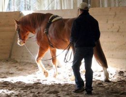 entraineur de chevaux strasbourg Stéphanie Erhard - Enseignante en équitation