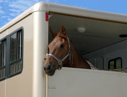 entraineur de chevaux strasbourg Stéphanie Erhard - Enseignante en équitation