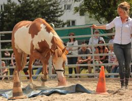 entraineur de chevaux strasbourg Stéphanie Erhard - Enseignante en équitation