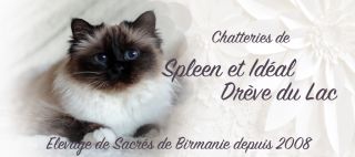 eleveur de chats strasbourg Chatterie de Spleen et Idéal